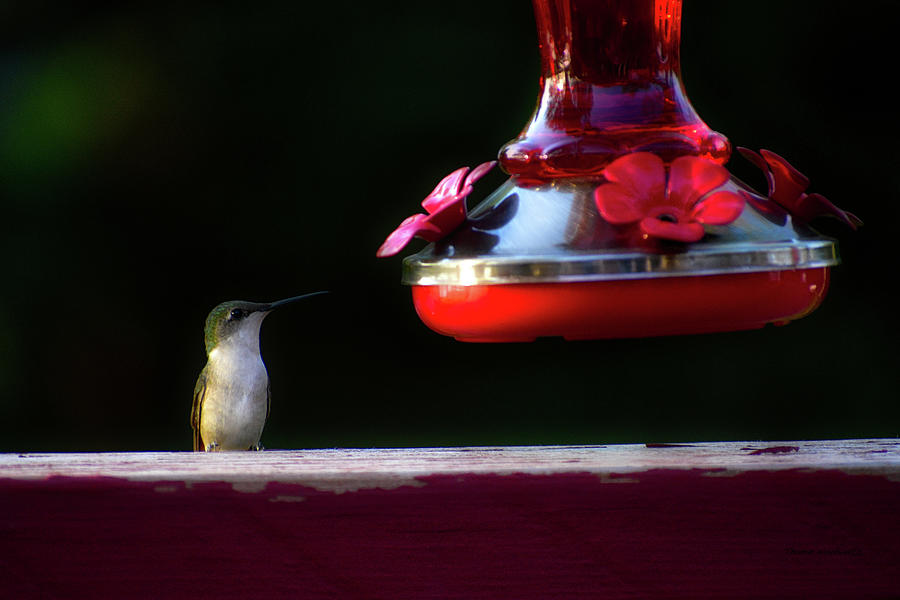 Late Evening Summer Hummer Photograph by Thomas Woolworth