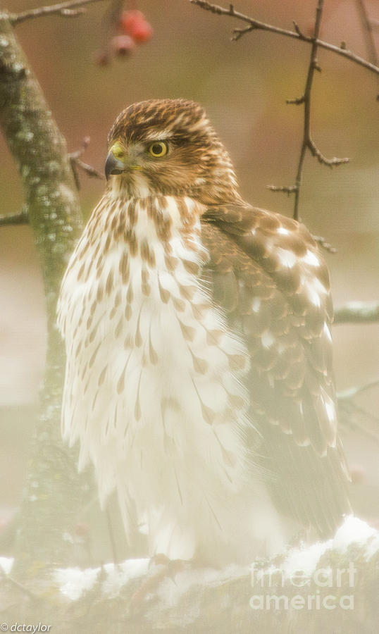 Late Fall 2018 Coopers Hawk Photograph by David Taylor