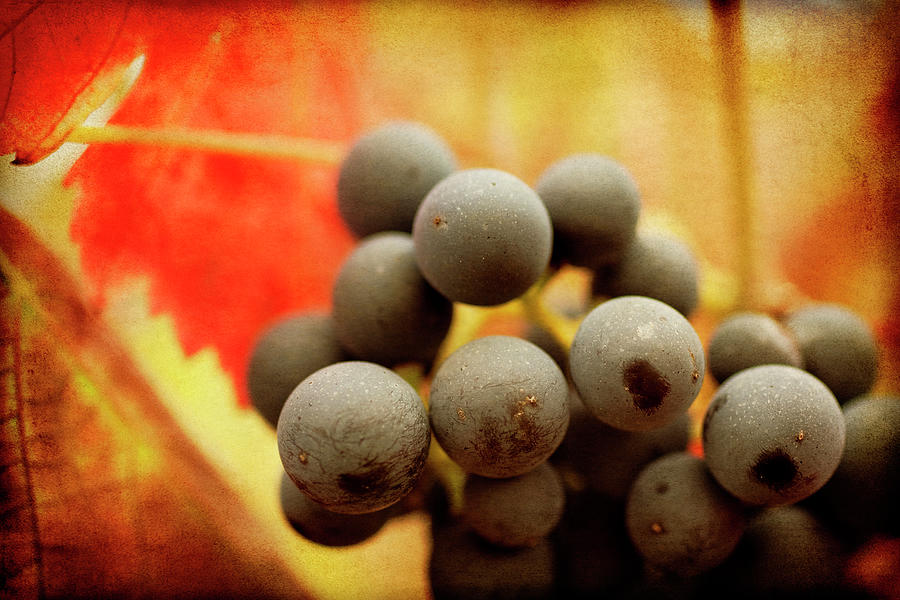 Grape Photograph - Late Harvest by Jessica Rogers