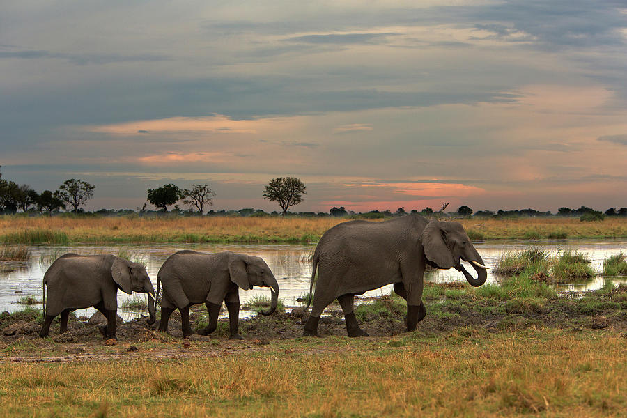 Late Light Elephants Photograph by Thomas Retterath