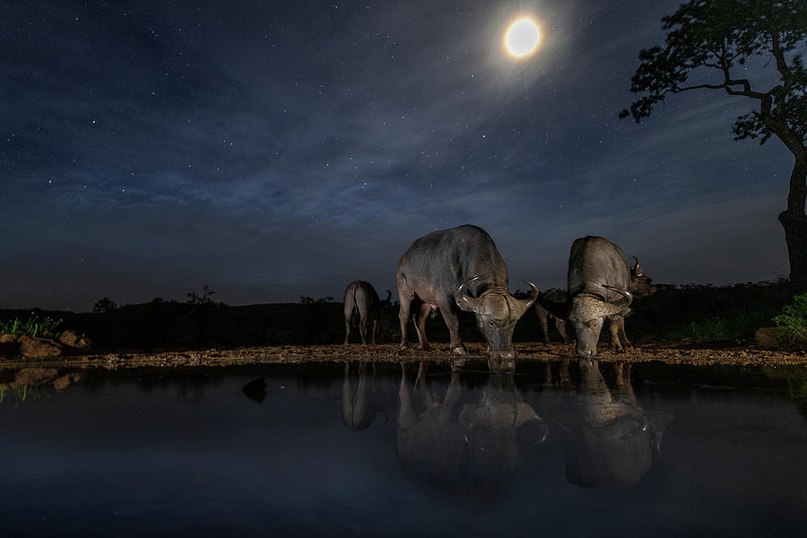 Wildlife Photograph - Late Night Drink by Mohammad Mirza