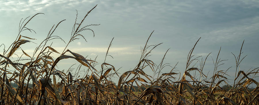Sunset Photograph - Late Season Corn Stalks Panorama by Steve Gadomski
