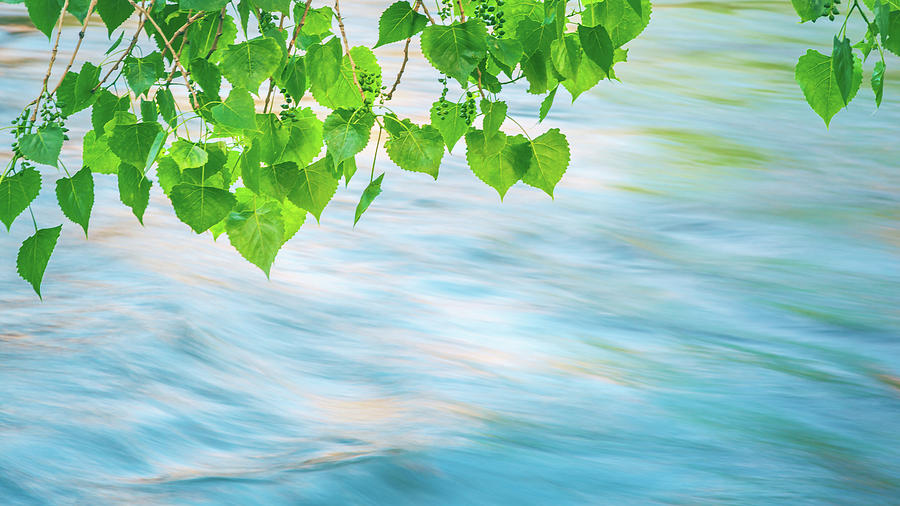 Late Spring Aspen Leaves by Jeanette Fellows Late Spring Aspen Leaves by Jeanette Fellows