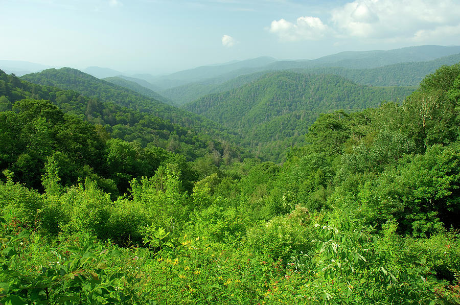 Late Spring In Great Smoky Mountains Photograph by Greenstock