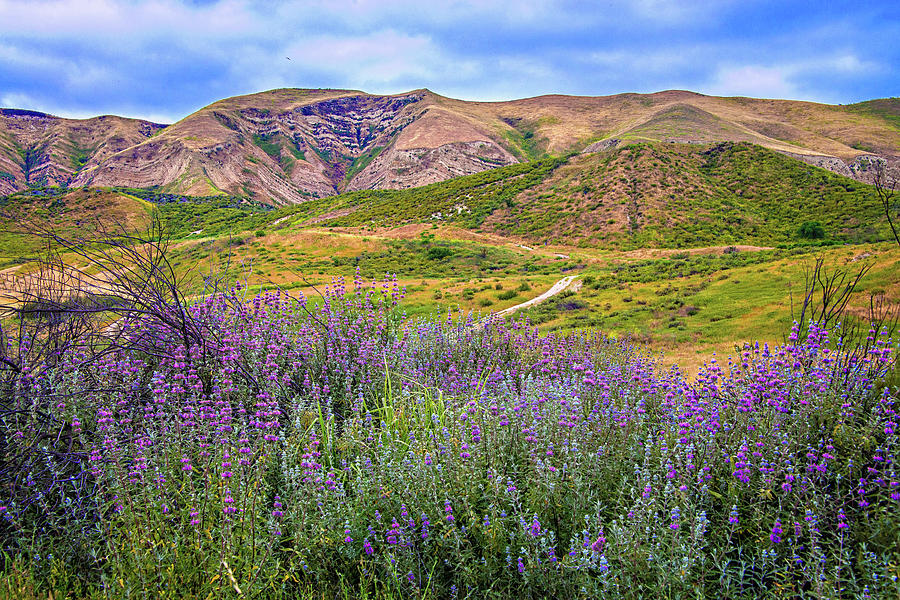 Late Spring in Simi Valley - Superbloom 2019 Photograph by Lynn Bauer