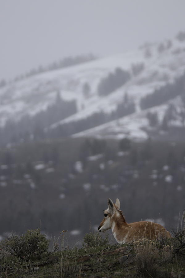Late Spring Pronghorn Photograph by C Ribet