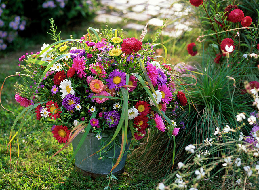 Late Summer Bouquet Made From Callistephus sommeraster, Aster Photograph by Friedrich Strauss