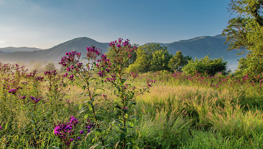 Late Summer Meadow Photograph by Marcy Wielfaert