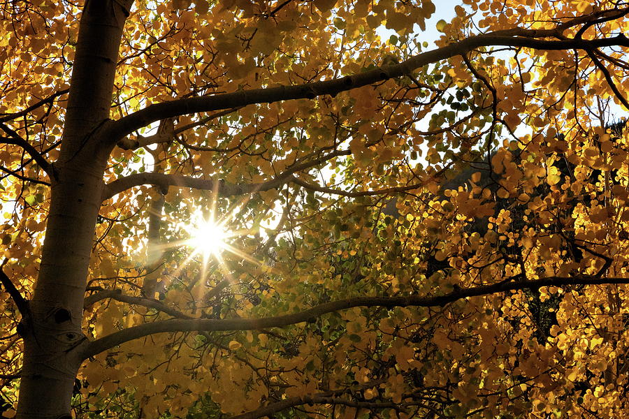 Late Summer Sun Through Fall Foliage Photograph by Tony Hake