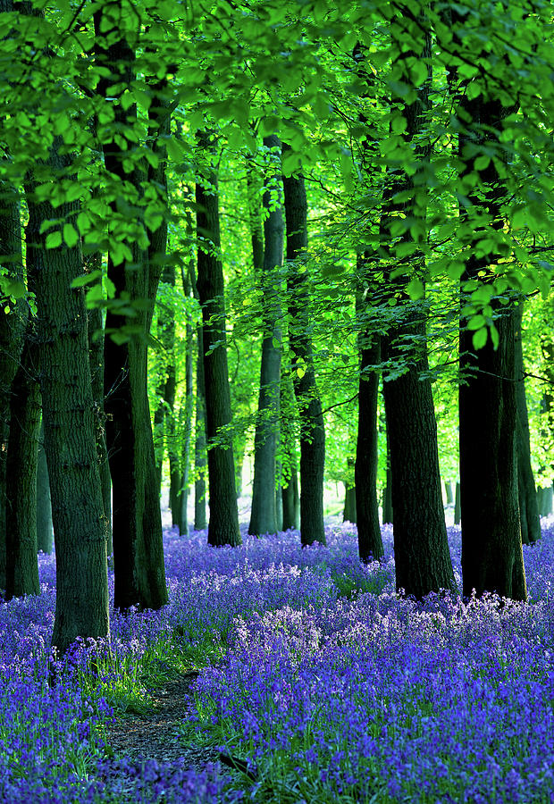 Late Sun Through The Bluebell Woods Photograph by Phototropic