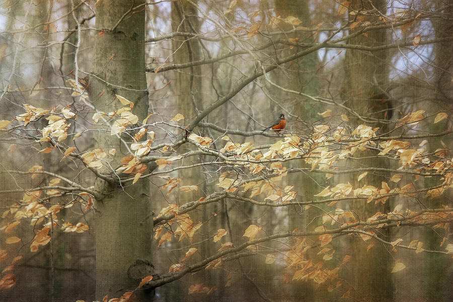 Late Winter Songbird Digital Art by Terry Davis