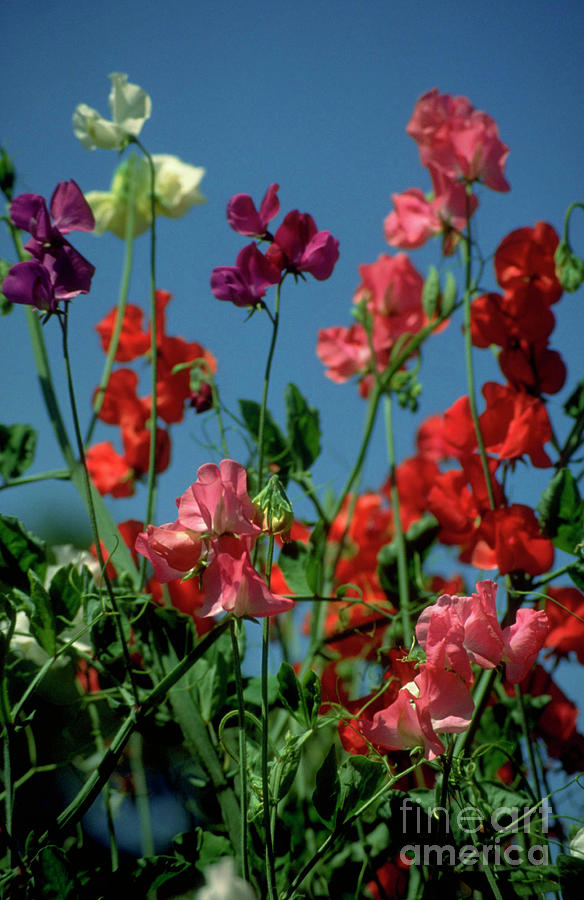 Lathyrus Odoratus. Photograph by Rosemary Greenwood/science Photo Library