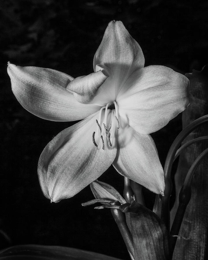 Latin Lily Photograph by Lynn Davis
