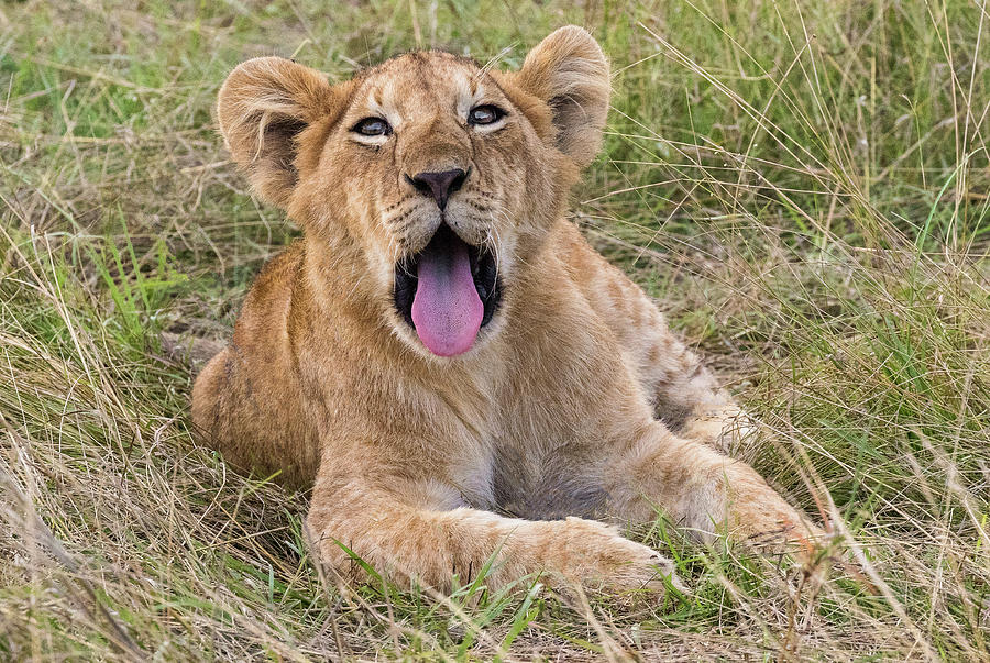 Laughing cub Photograph by Peter Crook - Fine Art America