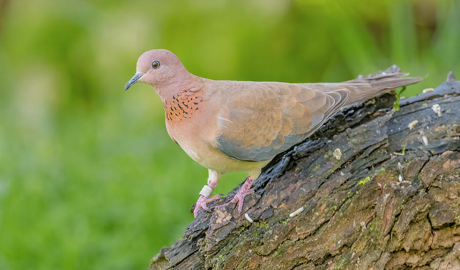 Laughing Dove Perched Photograph by Morris Finkelstein - Pixels