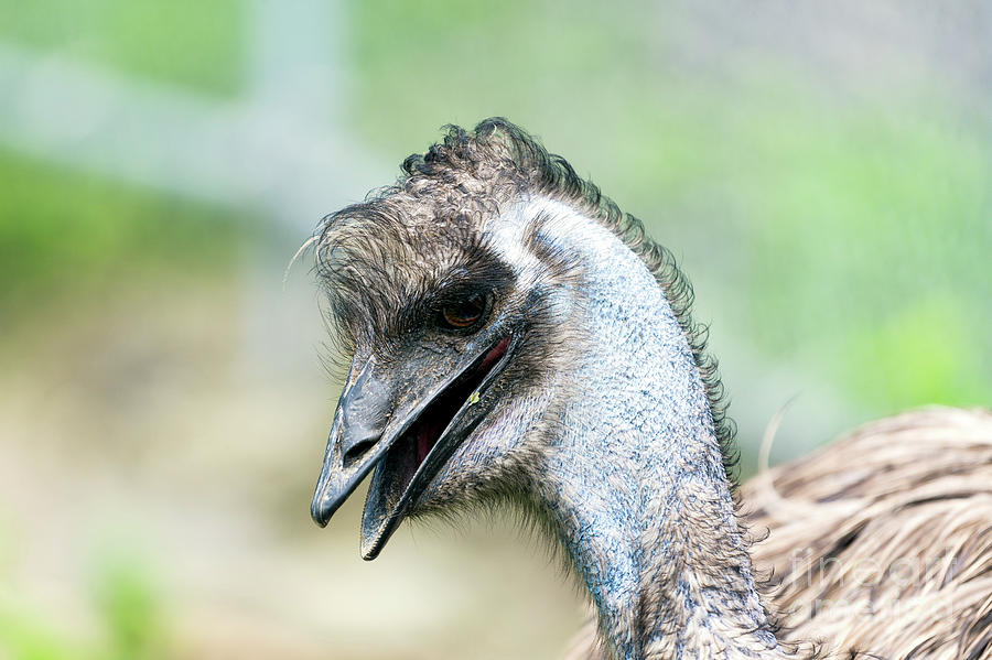 Laughing emu Photograph by Sam Rino