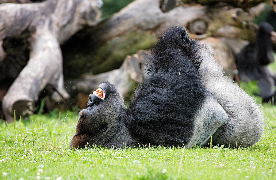 Laughing Gorilla Photograph by Deborah Penland