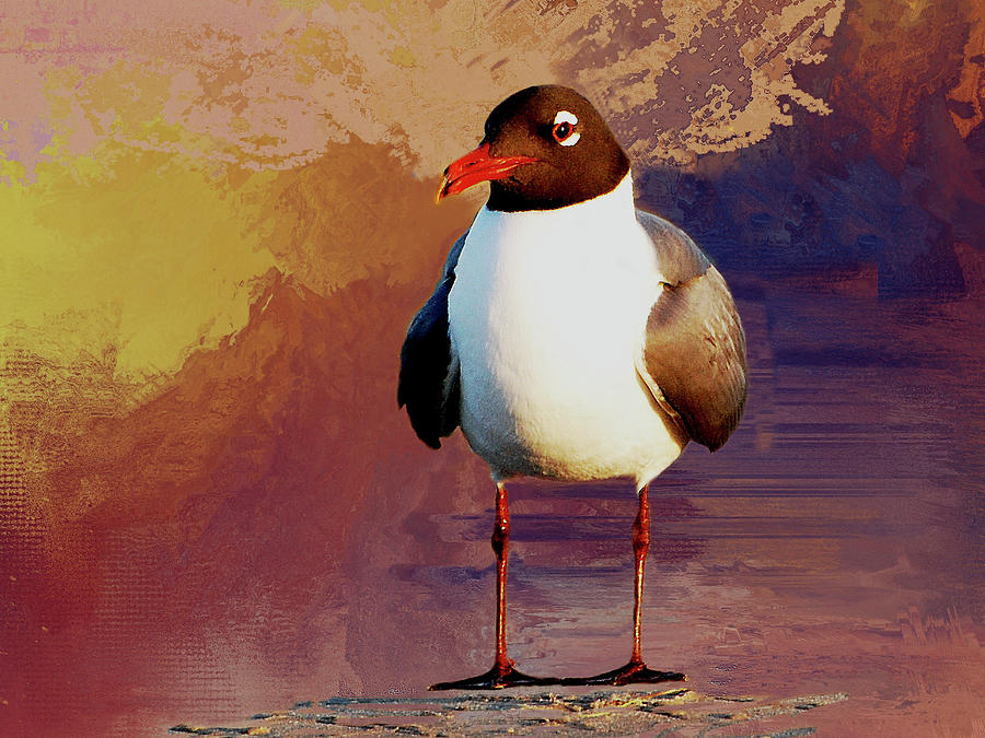 Bird Digital Art - Laughing Gull by Linda Cox
