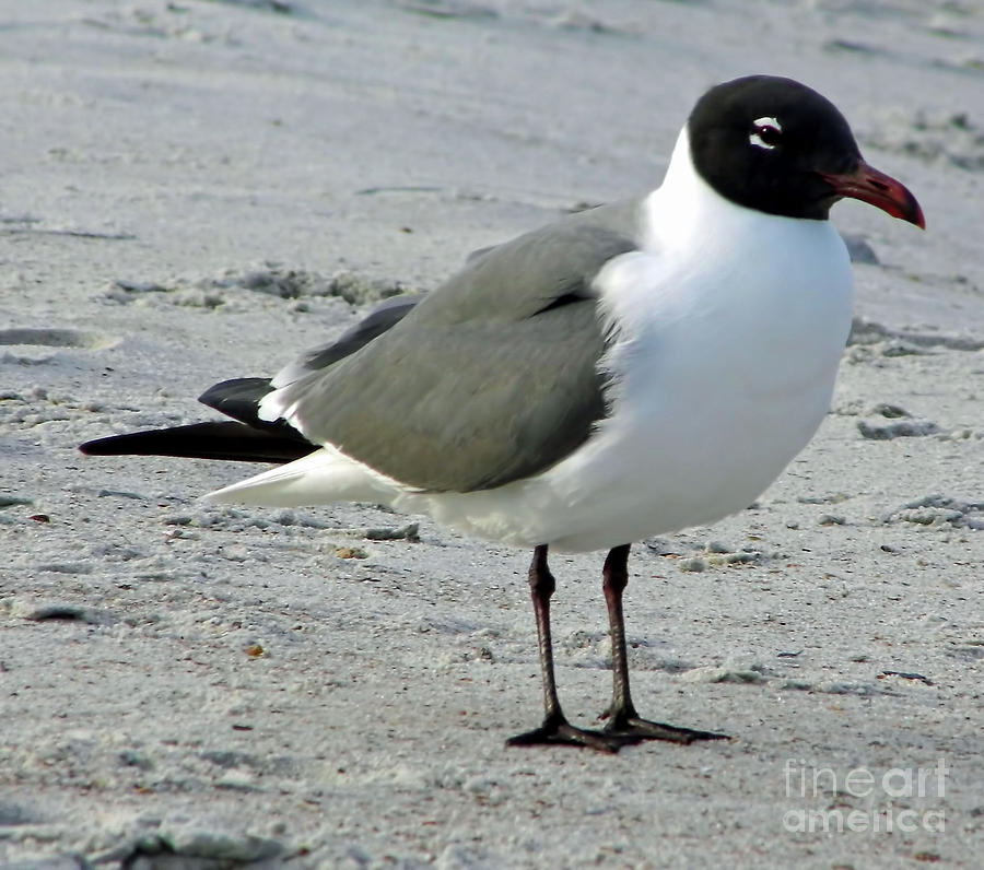 Laughing Gull On The Beach Photograph by D Hackett