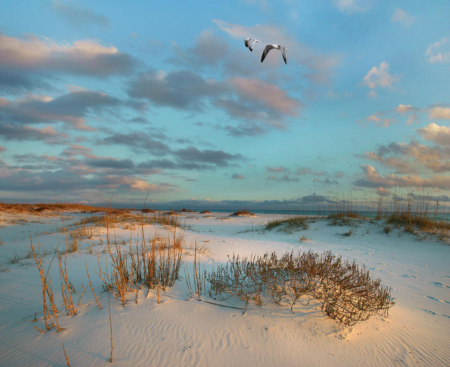 Laughing Gulls, Gulf Islands National Seashore, Florida Photograph by Tim Fitzharris