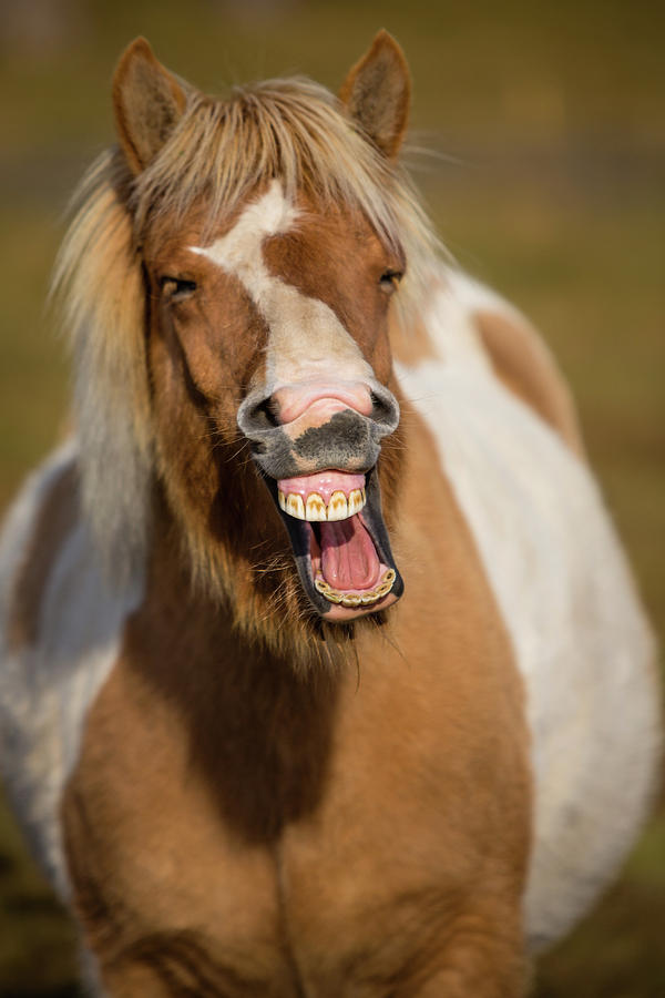 Horse Digital Art - Laughing Horse by Tony Thompson