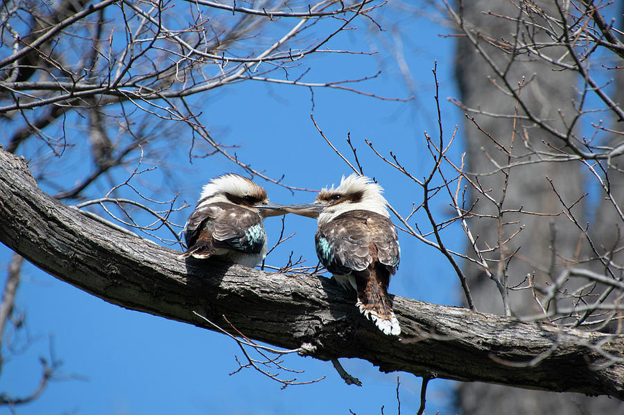 Laughing Kookaburras at Fitzroy Gardens Photograph by Patrick Nowotny