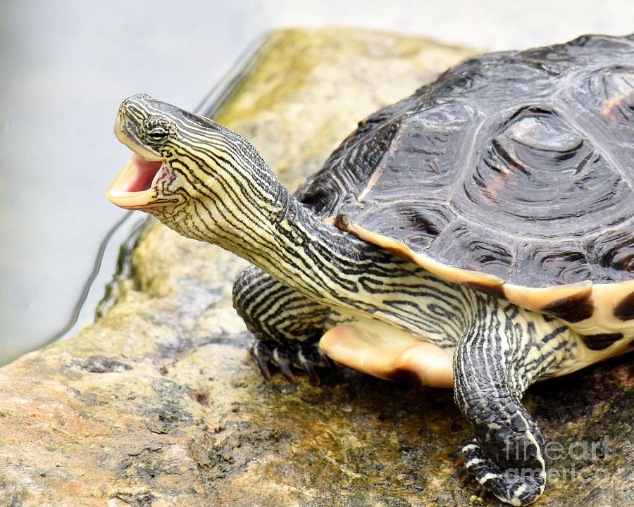Turtle Photograph - Laughing Turtle by Brenda Lawlor