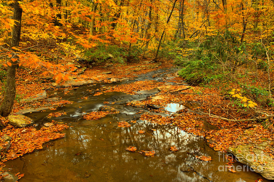 Laurel Highlands Forest Foliage Photograph by Adam Jewell
