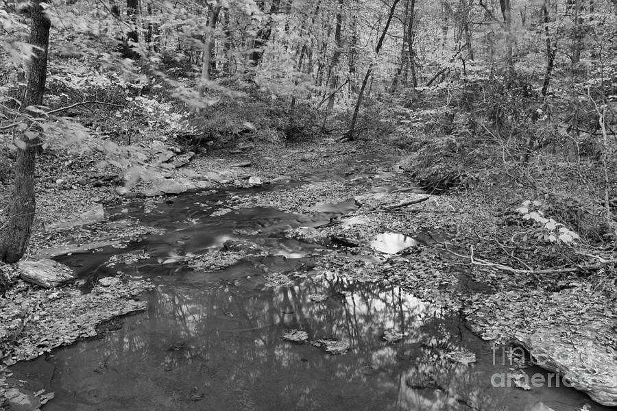 Laurel Highlands Forest Foliage Black And White Photograph by Adam Jewell