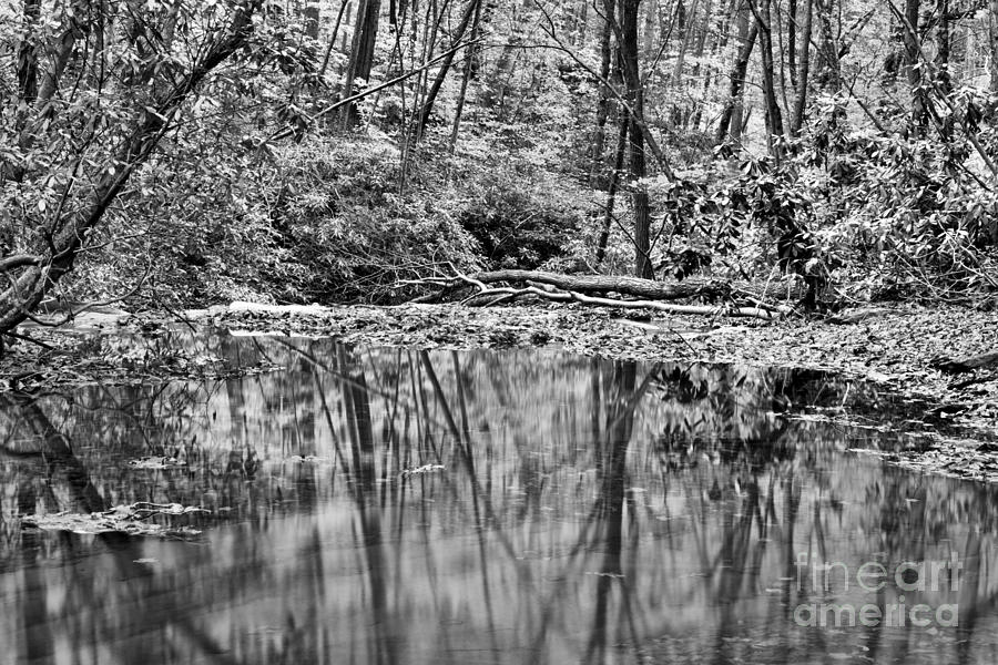 Laurel Mountain Golden Reflections Black And White Photograph by Adam Jewell