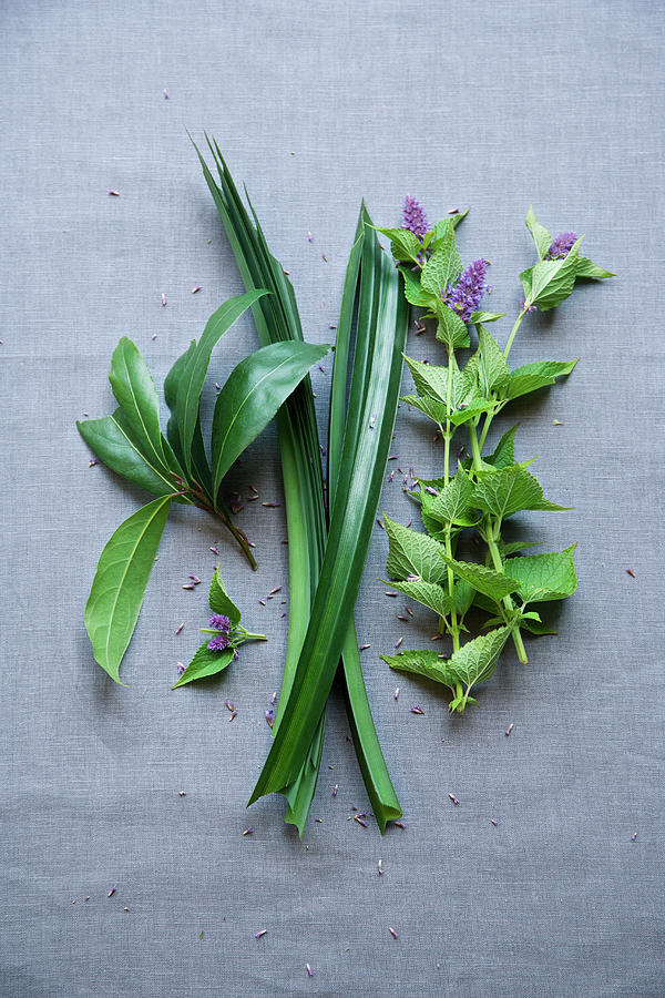Laurel, Pandan Leaf And Aniseed Herb Photograph by Michael Wissing