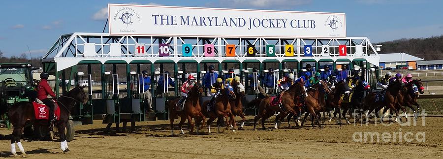 Laurel Park Starting Gate Photograph By Anthony Schafer