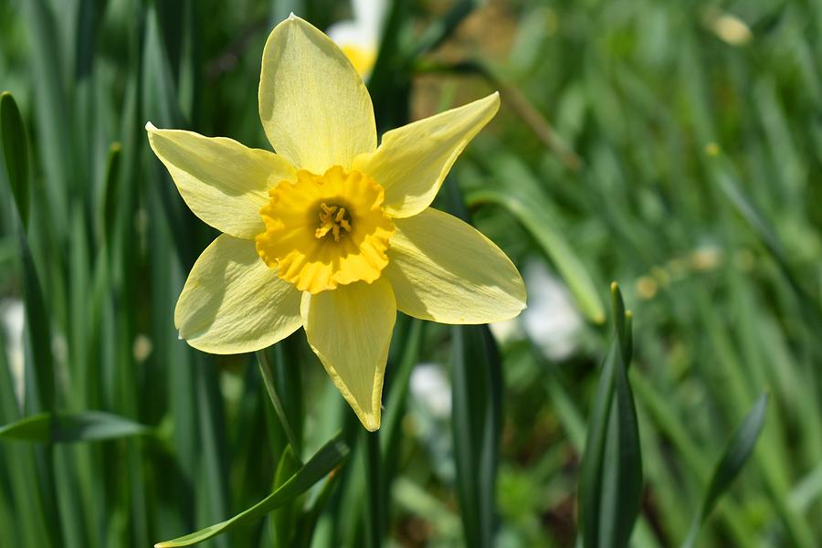 Laurel Ridge Daffodil 2 by Nina Kindred Laurel Ridge Daffodil 2 by Nina Kindred