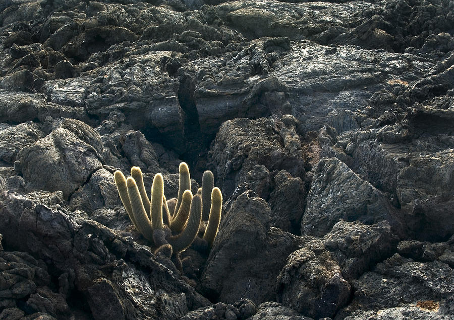 Lava Cactus Photograph by Michael Lustbader