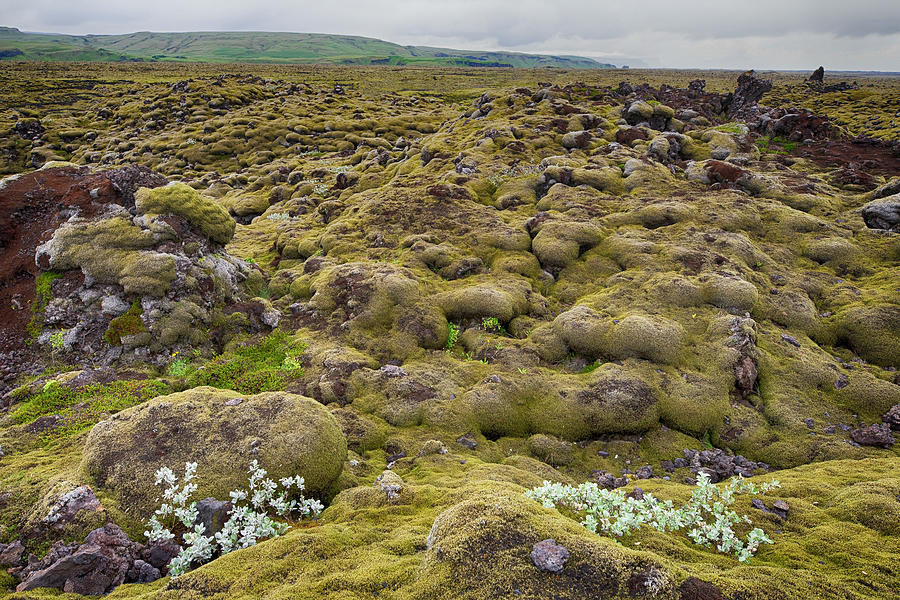 Lava Field Iceland 6281901 by Rick Veldman Lava Field Iceland 6281901 by Rick Veldman