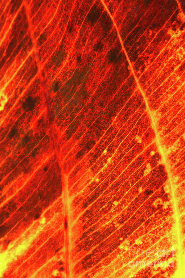 Abstract Photograph - Lava Leaf by Steven Dillon Abstract Photograph - Lava Leaf by Steven Dillon