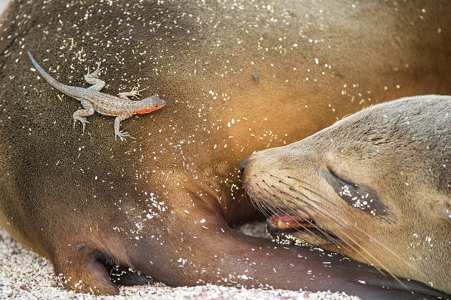 Animal Photograph - Lava Lizard On Galapagos Sea Lion by Tui De Roy