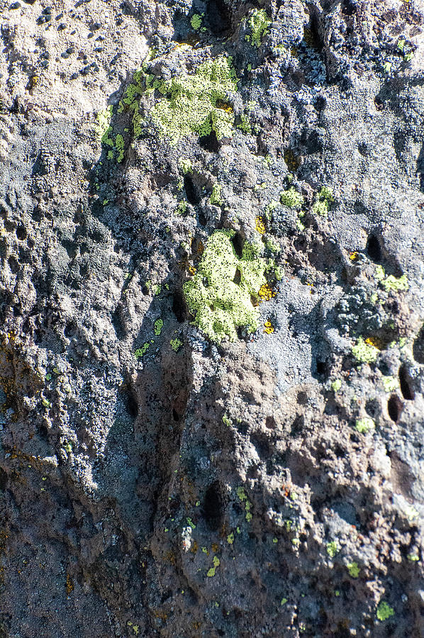 Lava Lichens Photograph by Gene Bollig