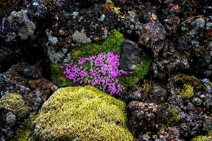 Lava Rocks And Flowers Photograph by Tom Singleton