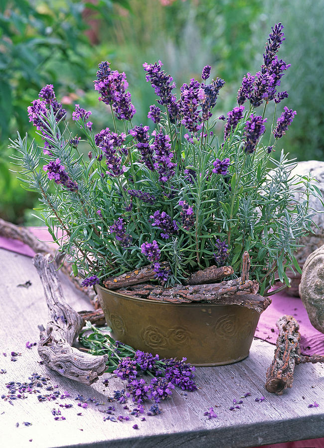 Lavandula hidcote Blue In Metal Sheet Jardiniere And Cut On Table Photograph by Friedrich Strauss