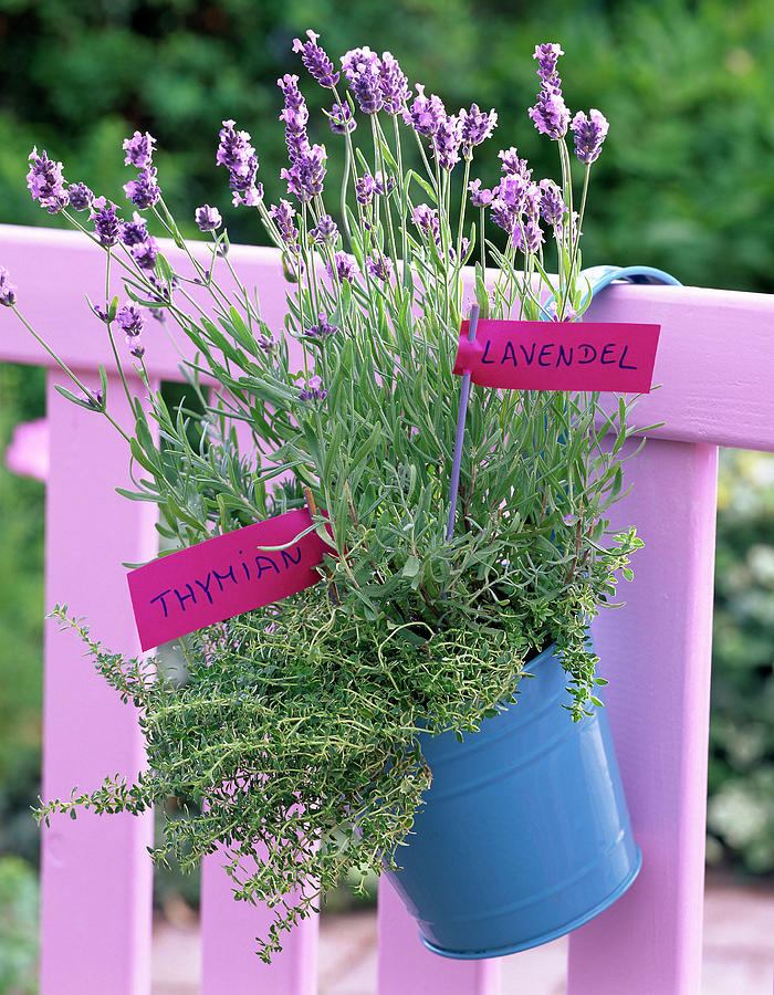 Lavandula lavender And Thymus thyme In Turquoise Bucket Photograph by Friedrich Strauss