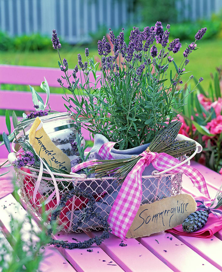Lavandula lavender In Pot, Mason Jar With Lavender Sugar Photograph by Friedrich Strauss