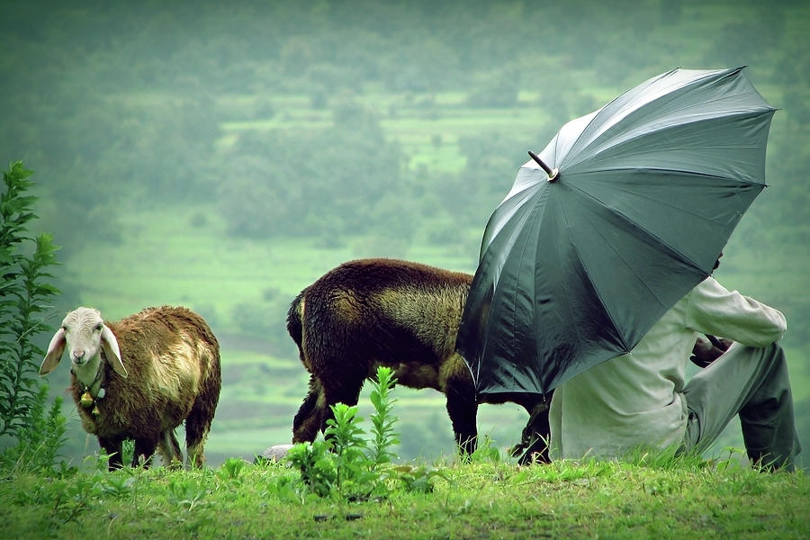 Sheep Photograph - Lavasa Rain by Gaurav Patil