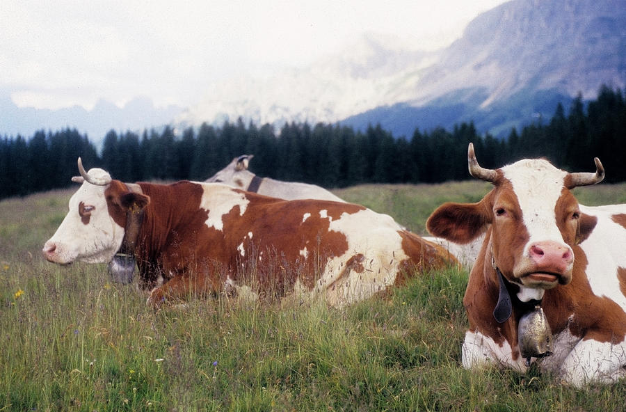 Lavazè Pass, Cows Lying Photograph by Stefano Salvetti