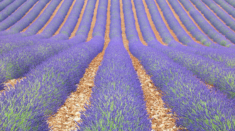 Lavendar Field, Provence, France Photograph by Werner Van Steen - Fine ...