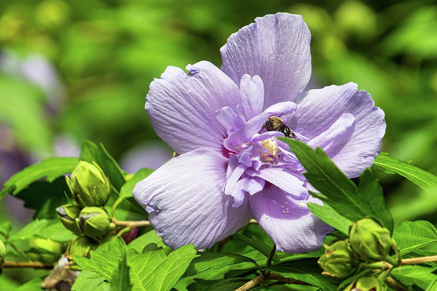 Lavendar Hibiscus by Randy Bayne Lavendar Hibiscus by Randy Bayne