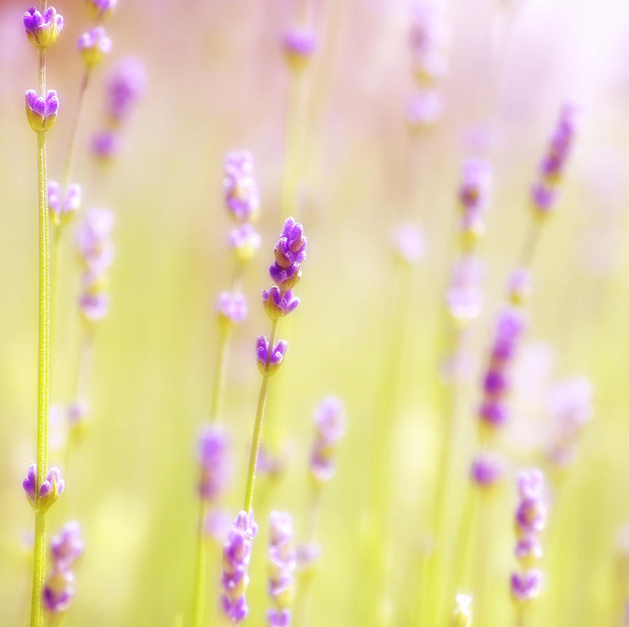 Lavendel Field Photograph by Ceca Photography