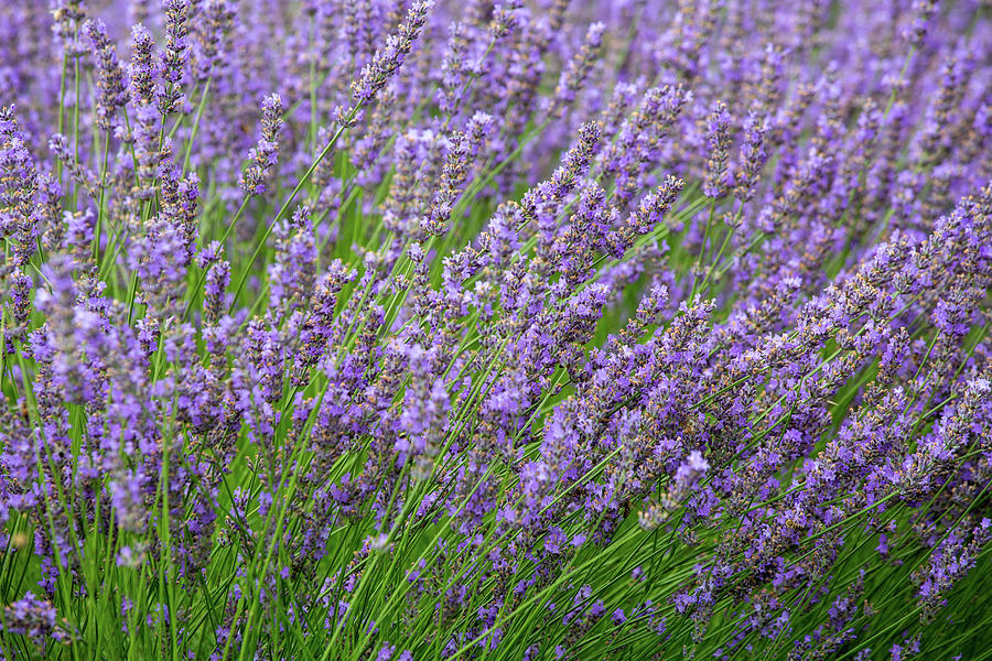 Lavender - 5 Photograph by Alex Mironyuk - Fine Art America