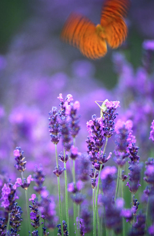 Lavender And Butterflies by Dan Herrick