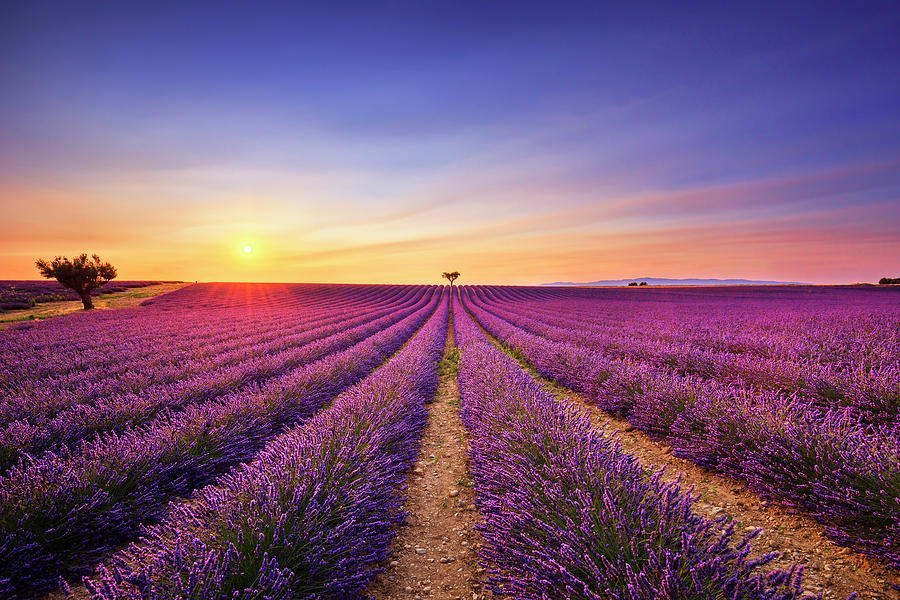 Lavender and lonely trees uphill on sunset. Provence, France Photograph by Stefano Orazzini